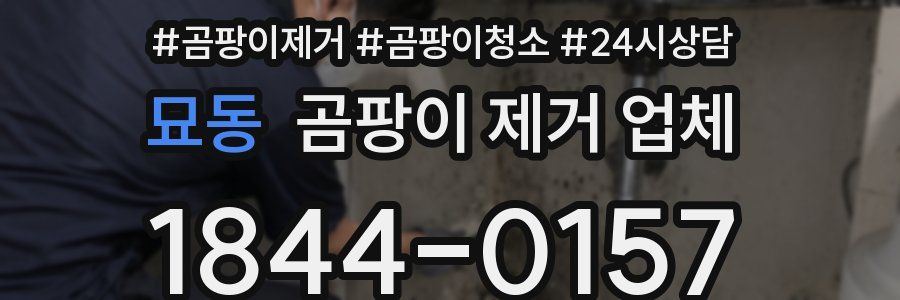 묘동 곰팡이 제거 업체