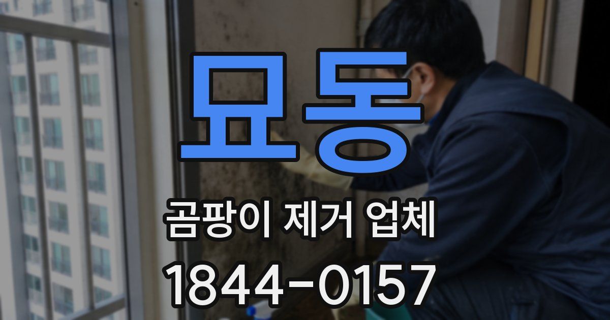 묘동 곰팡이 제거 업체