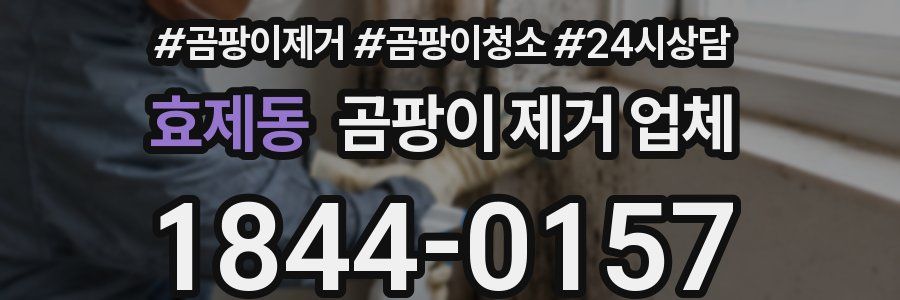 효제동 곰팡이 제거 업체