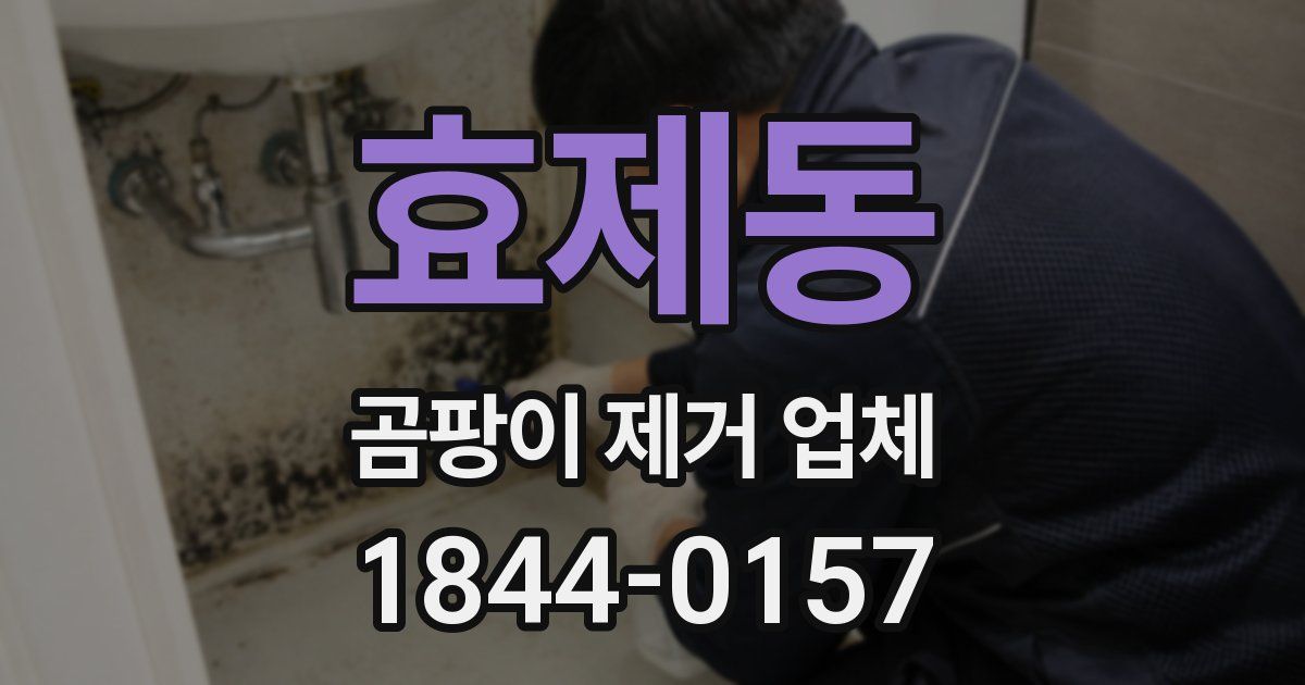 효제동 곰팡이 제거 업체