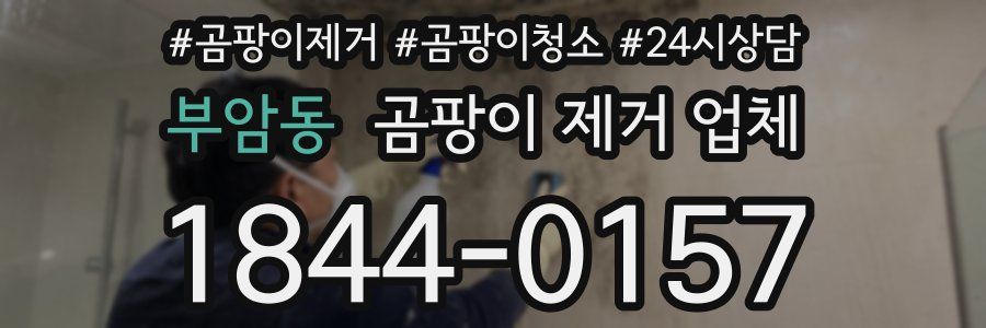 부암동 곰팡이 제거 업체