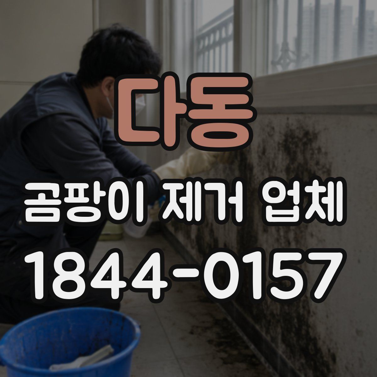 다동 곰팡이 제거 업체