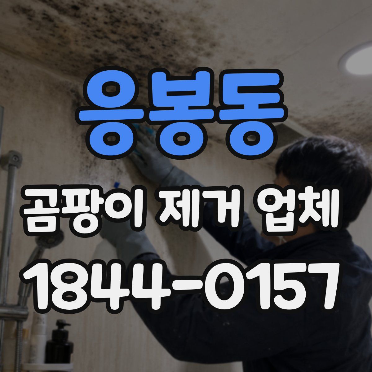 응봉동 곰팡이 제거 업체