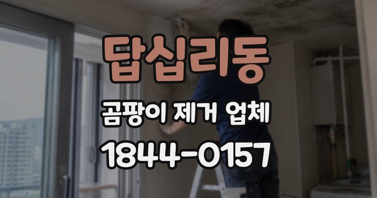답십리동 곰팡이 제거 업체