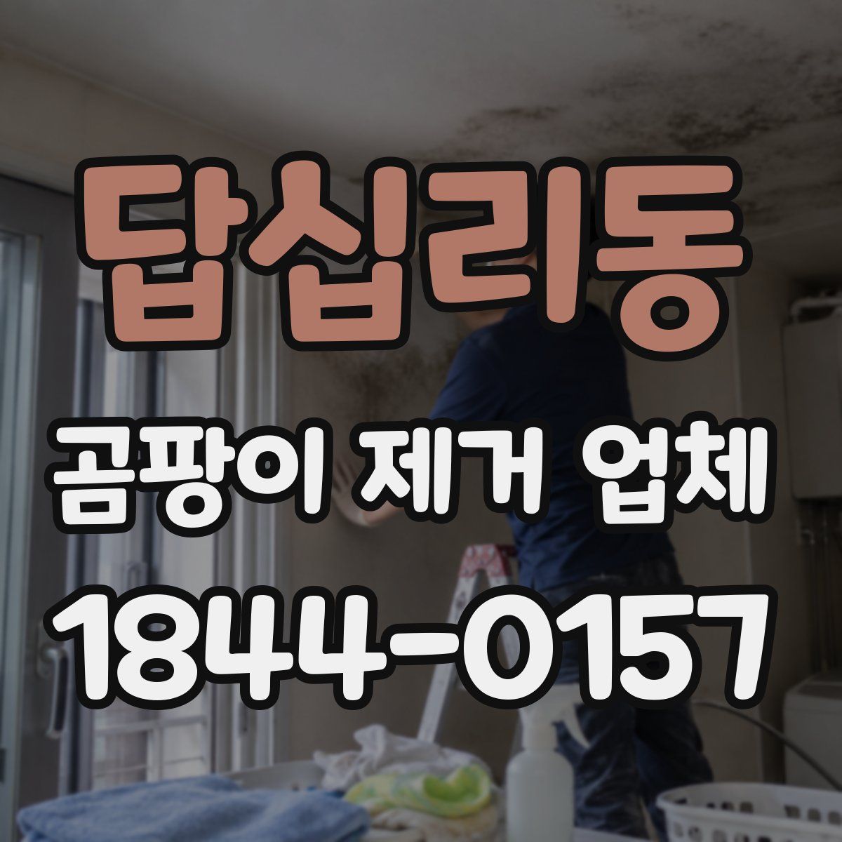 답십리동 곰팡이 제거 업체