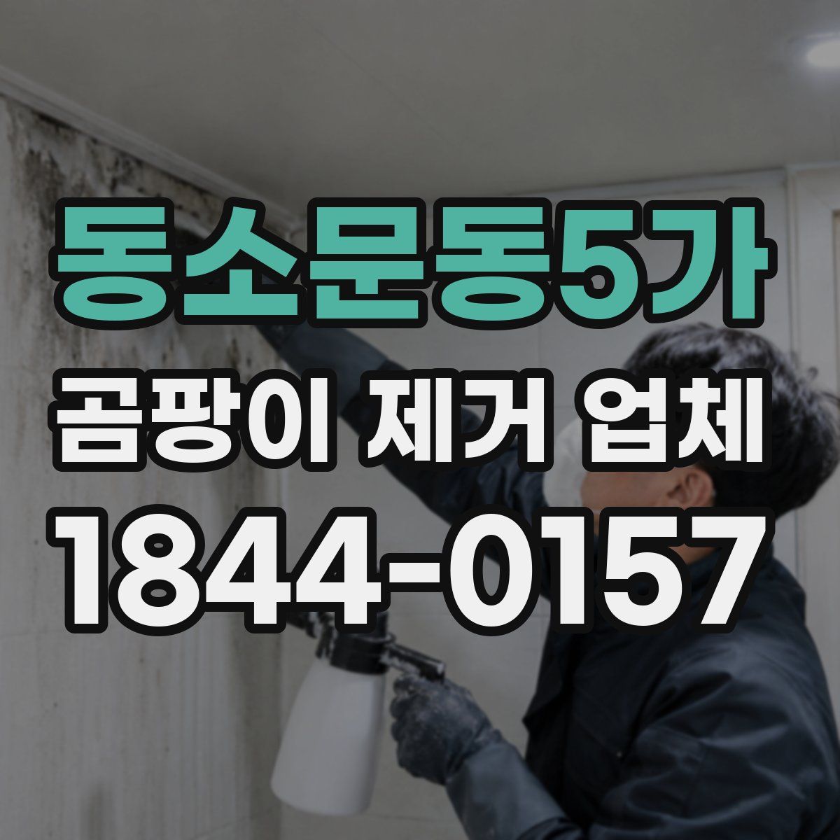 동소문동5가 곰팡이 제거 업체