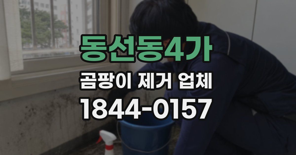 동선동4가 곰팡이 제거 업체