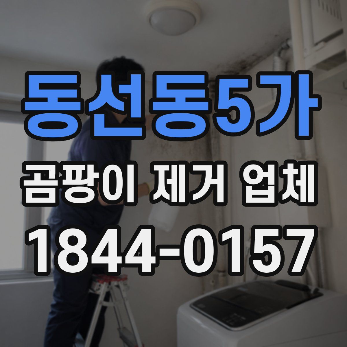 동선동5가 곰팡이 제거 업체