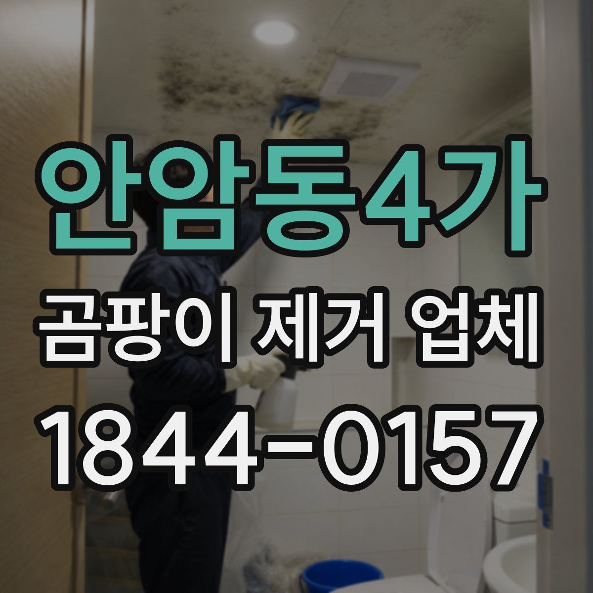 안암동4가 곰팡이 제거 업체