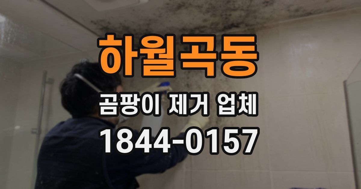 하월곡동 곰팡이 제거 업체