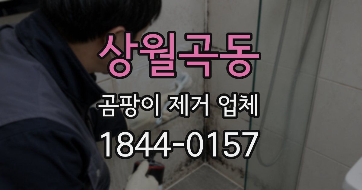 상월곡동 곰팡이 제거 업체