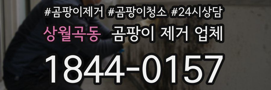 상월곡동 곰팡이 제거 업체