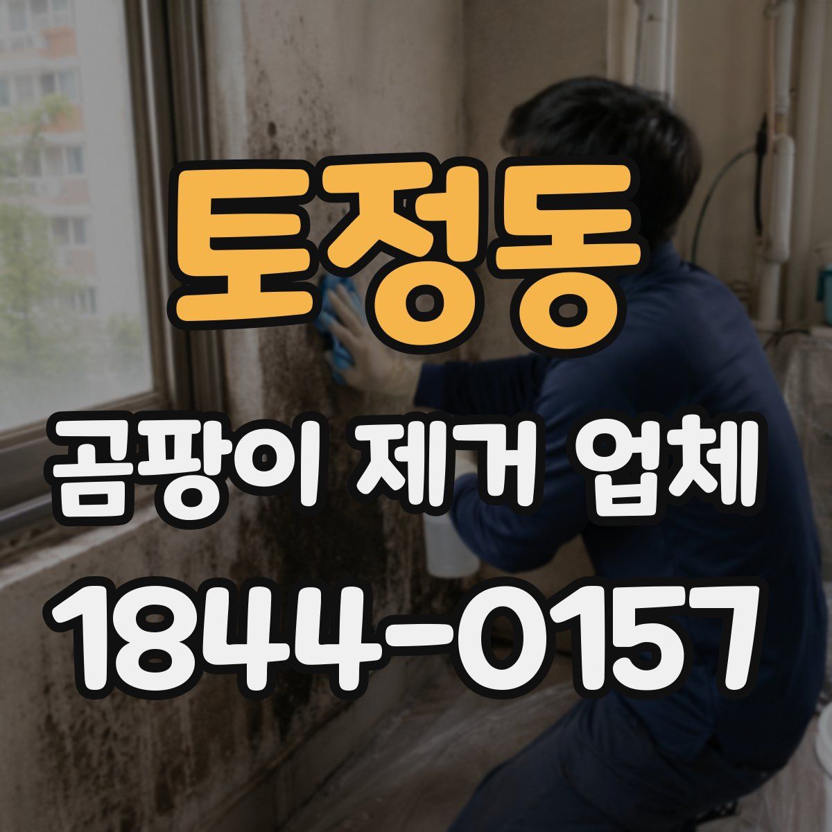 토정동 곰팡이 제거 업체