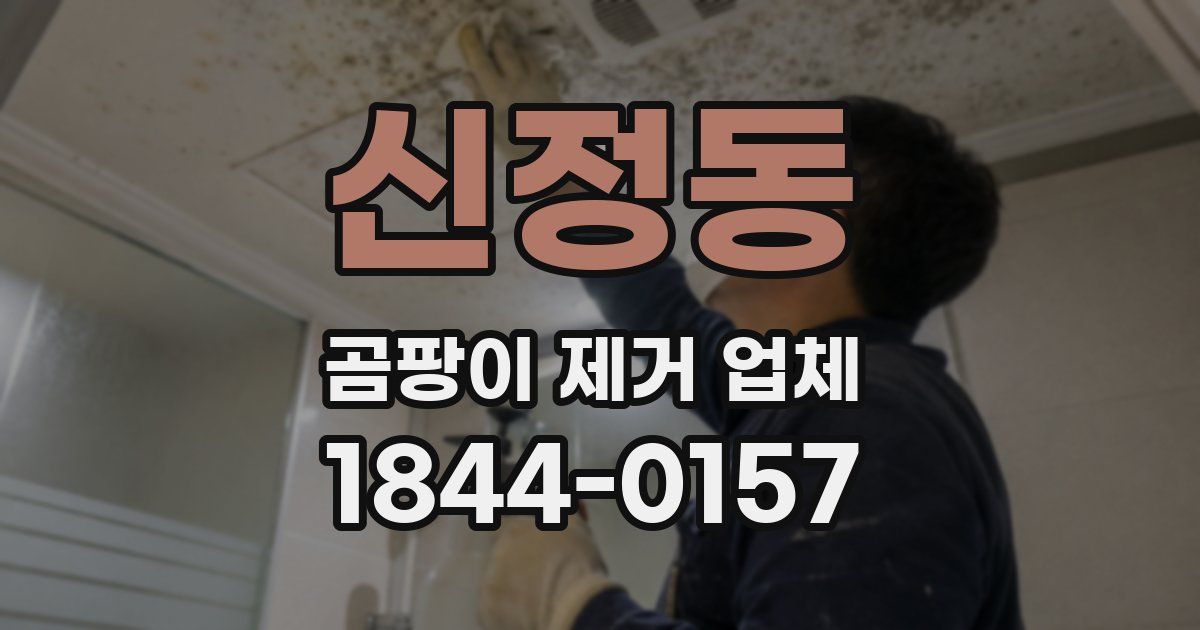 신정동 곰팡이 제거 업체