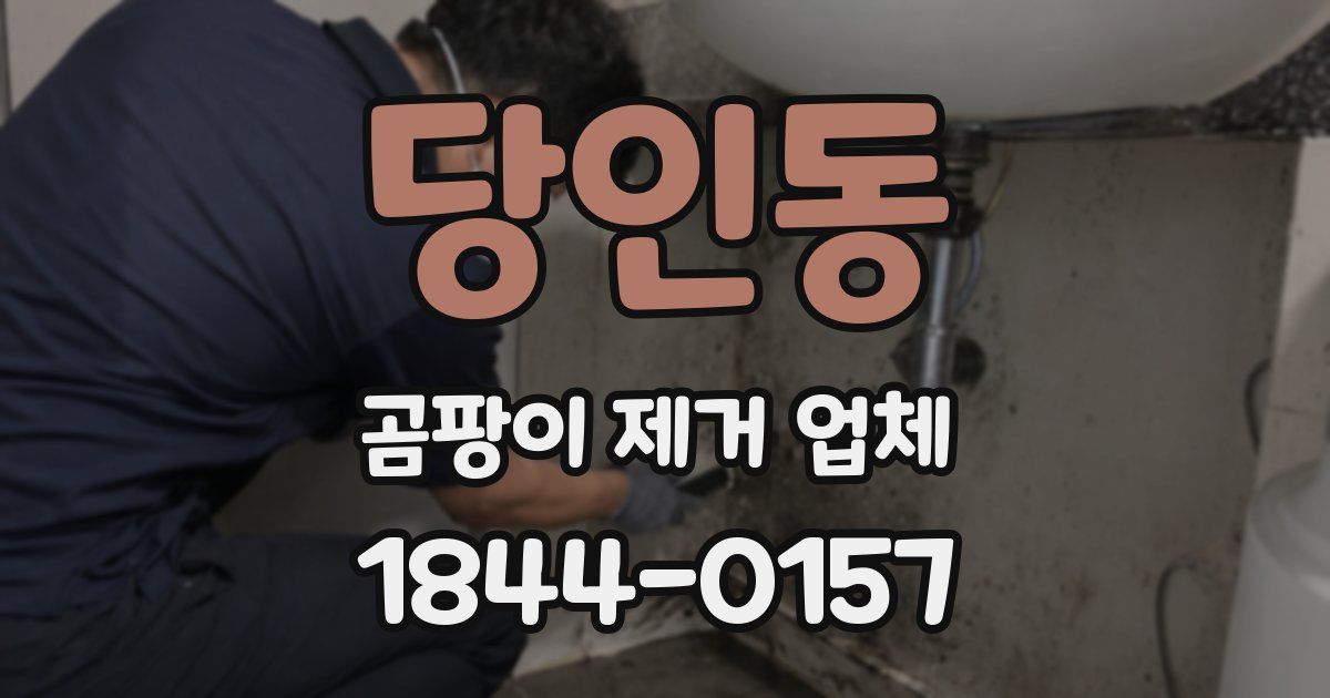 당인동 곰팡이 제거 업체
