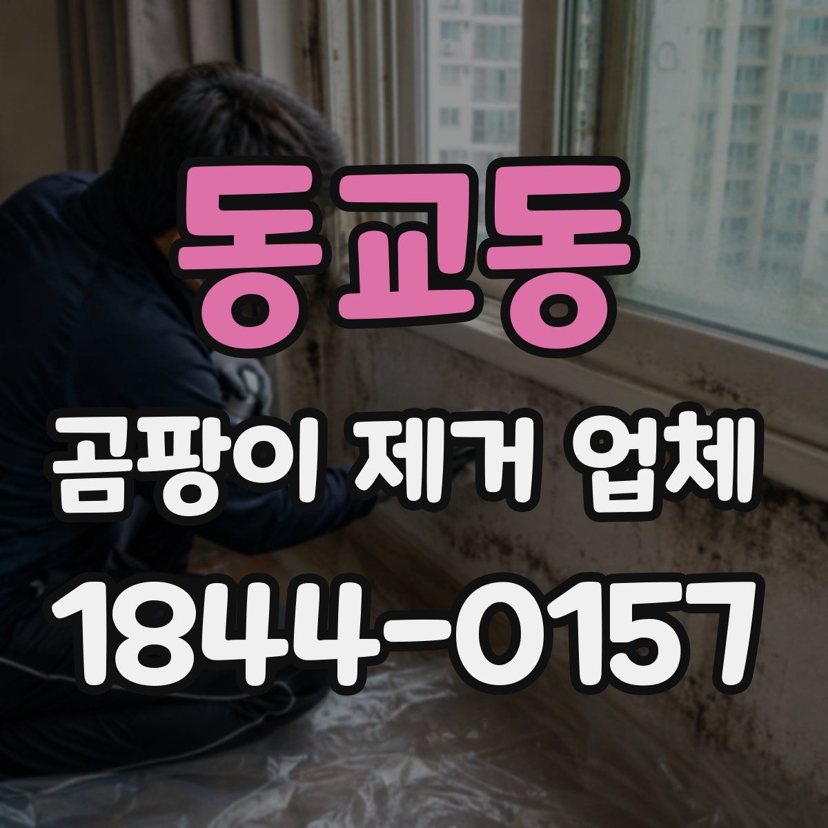 동교동 곰팡이 제거 업체