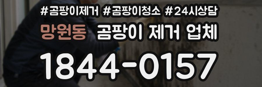 망원동 곰팡이 제거 업체