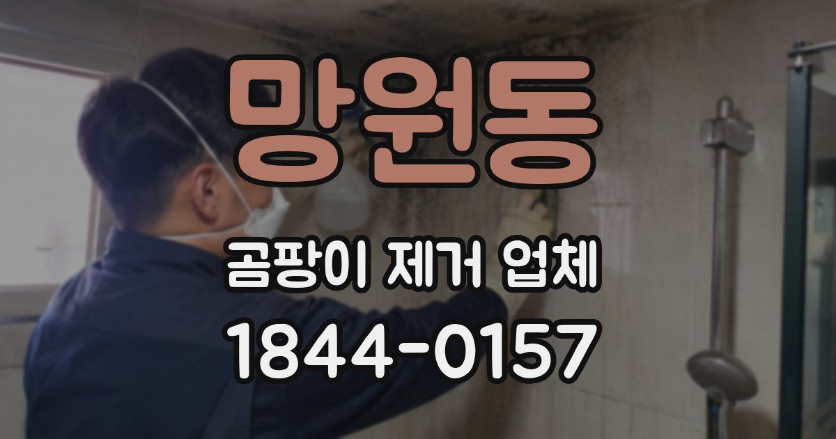 망원동 곰팡이 제거 업체