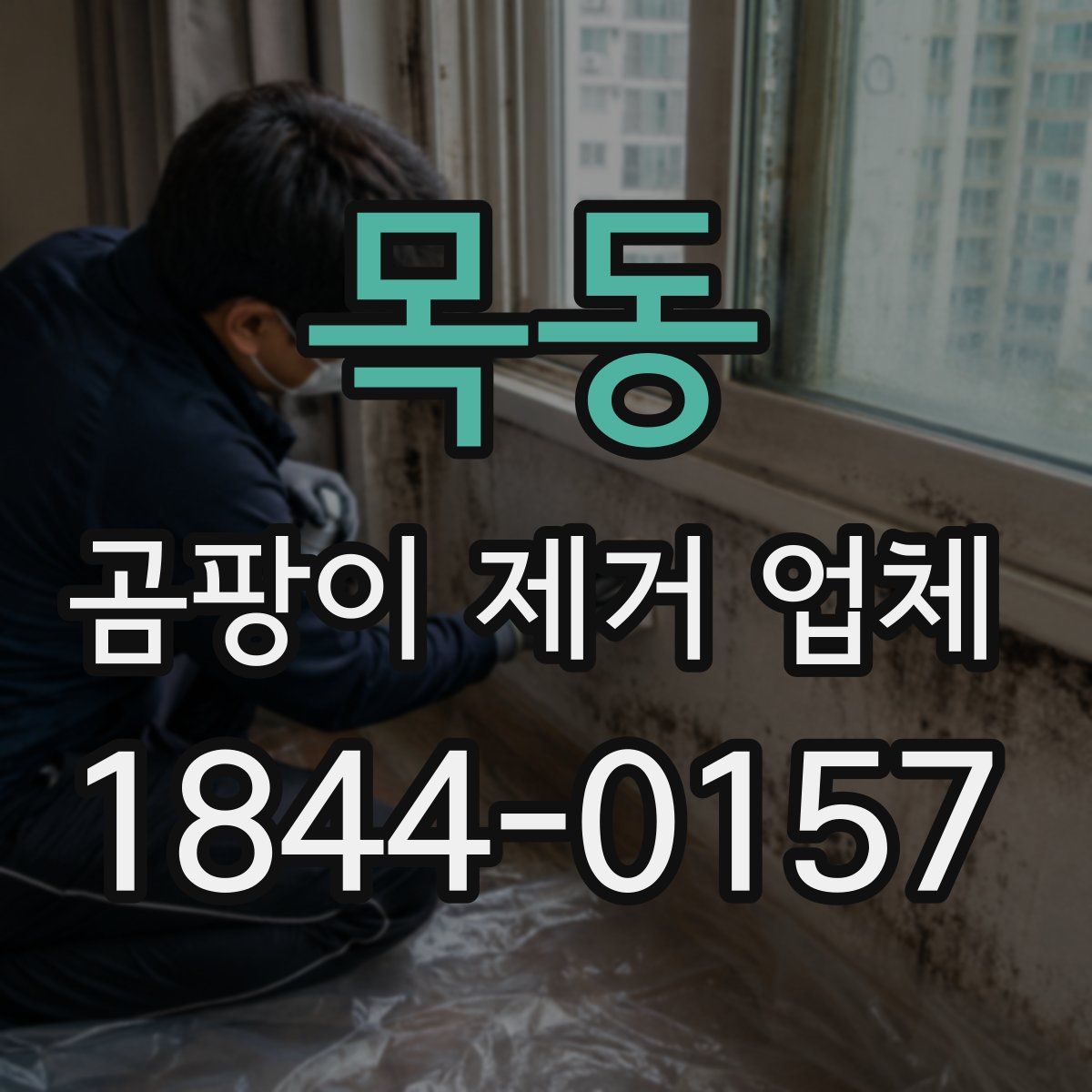 목동 곰팡이 제거 업체