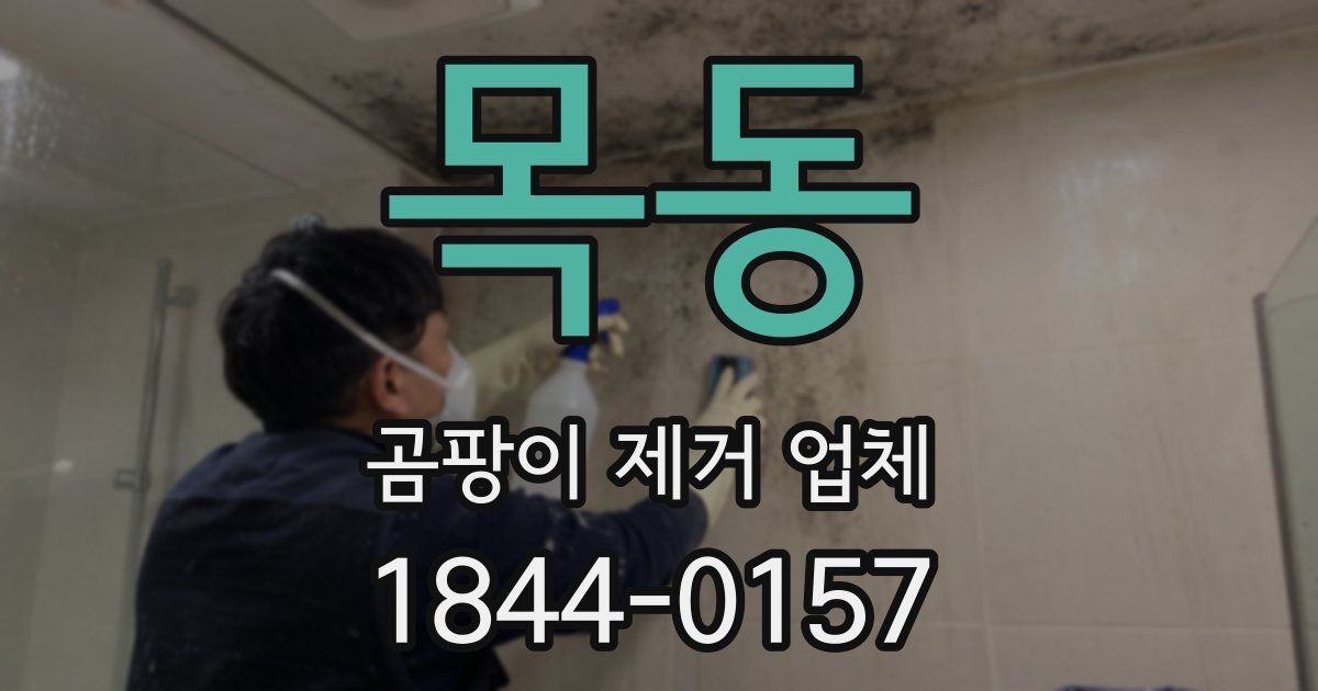 목동 곰팡이 제거 업체