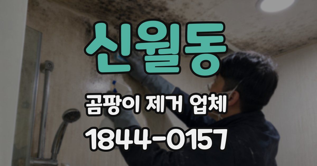 신월동 곰팡이 제거 업체