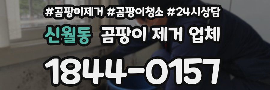 신월동 곰팡이 제거 업체