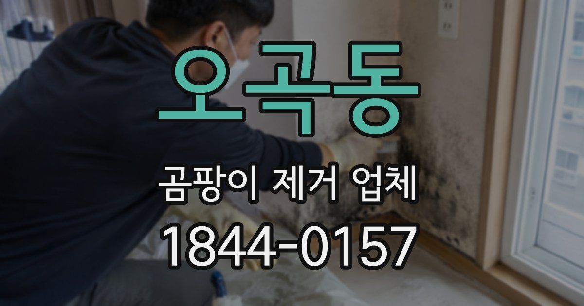 오곡동 곰팡이 제거 업체