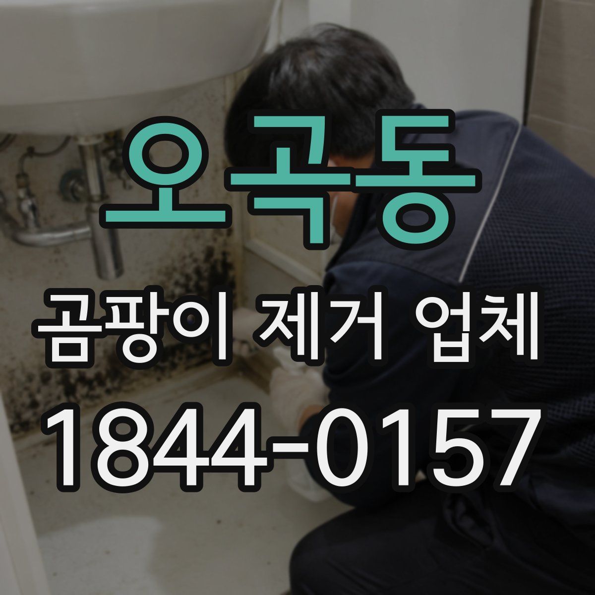 오곡동 곰팡이 제거 업체