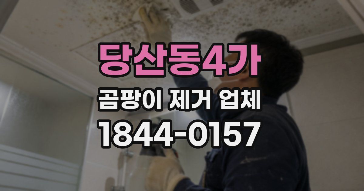 당산동4가 곰팡이 제거 업체