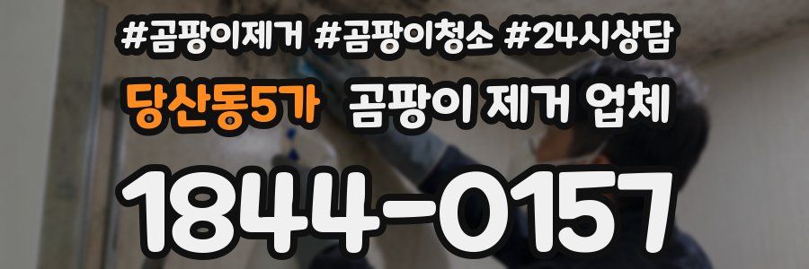당산동5가 곰팡이 제거 업체