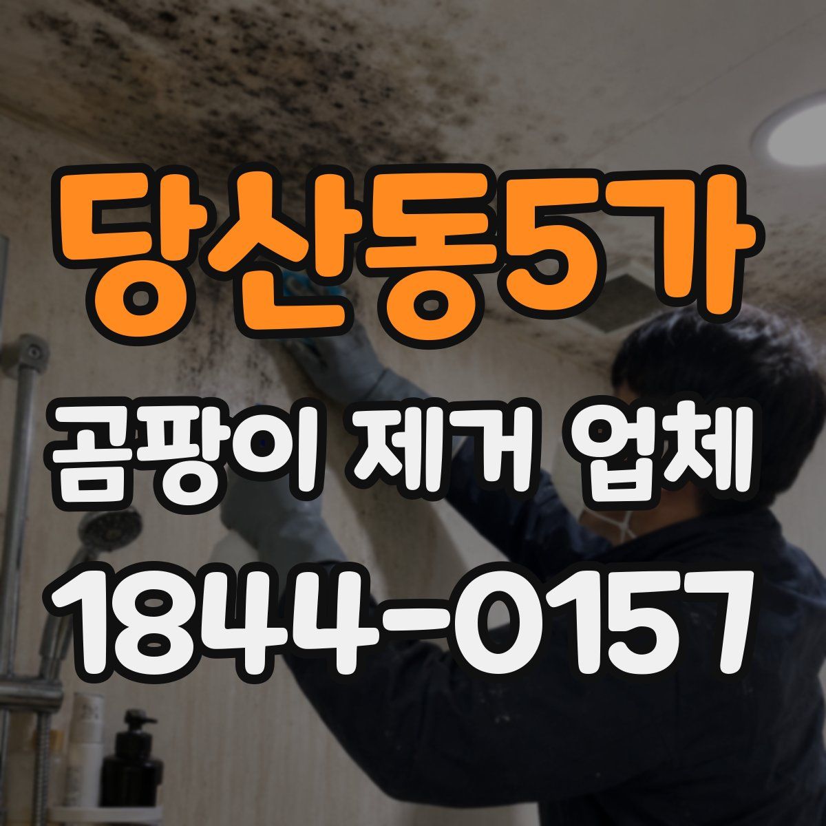 당산동5가 곰팡이 제거 업체