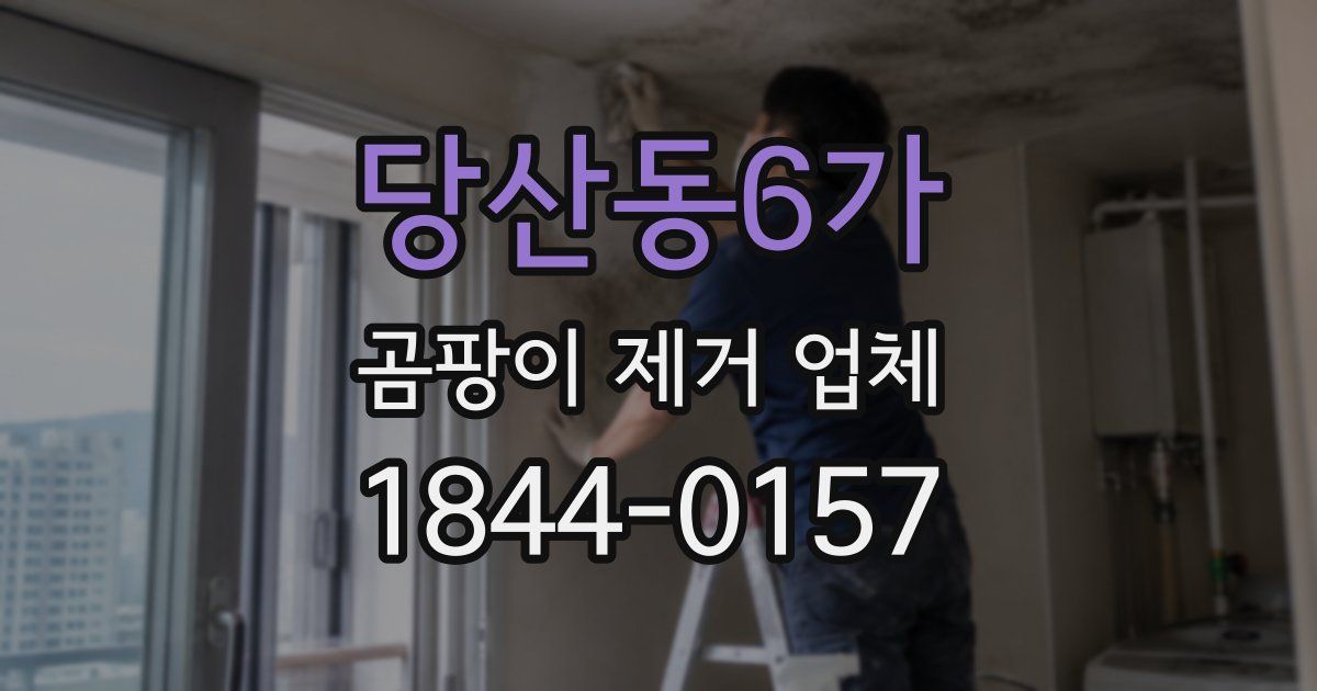 당산동6가 곰팡이 제거 업체