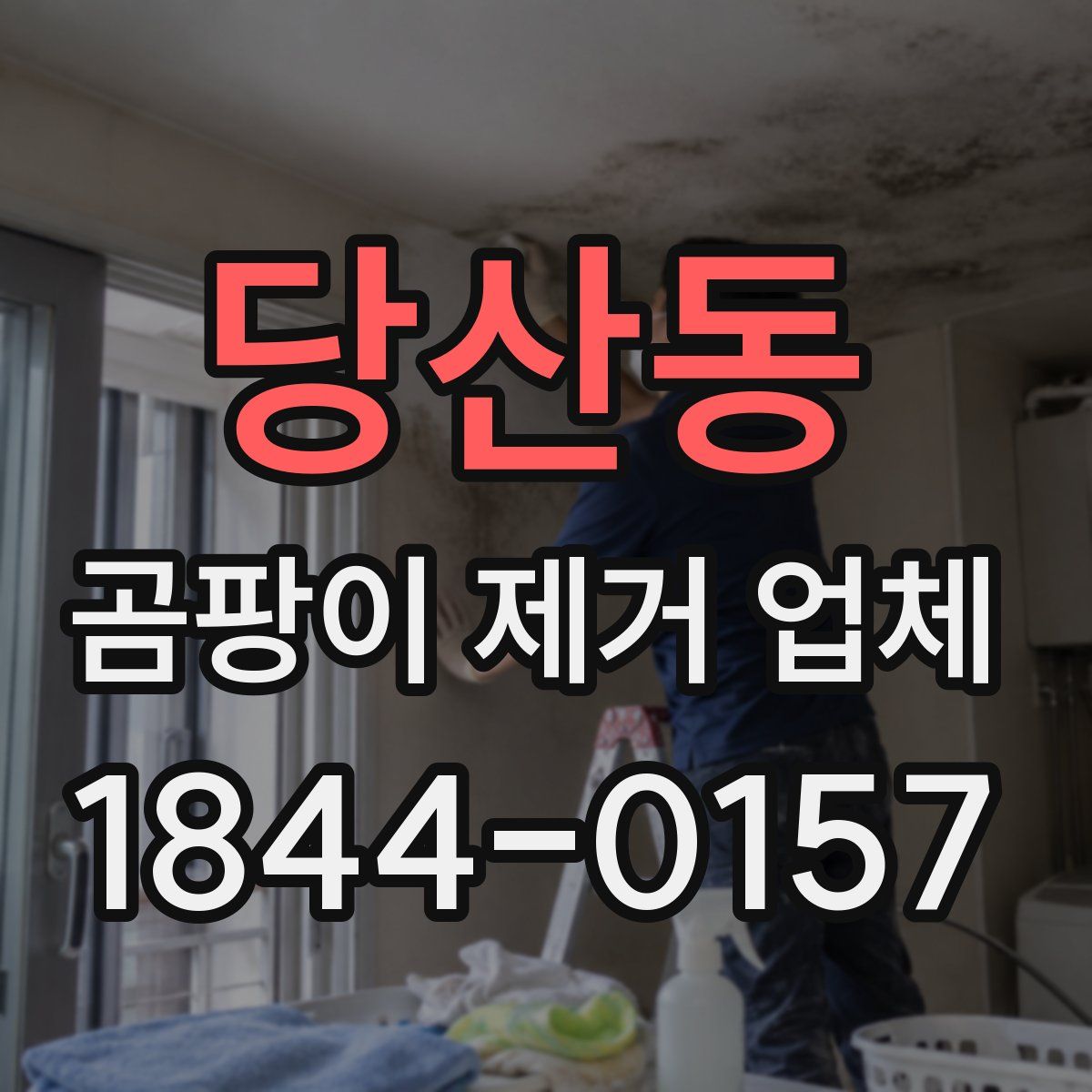 당산동 곰팡이 제거 업체