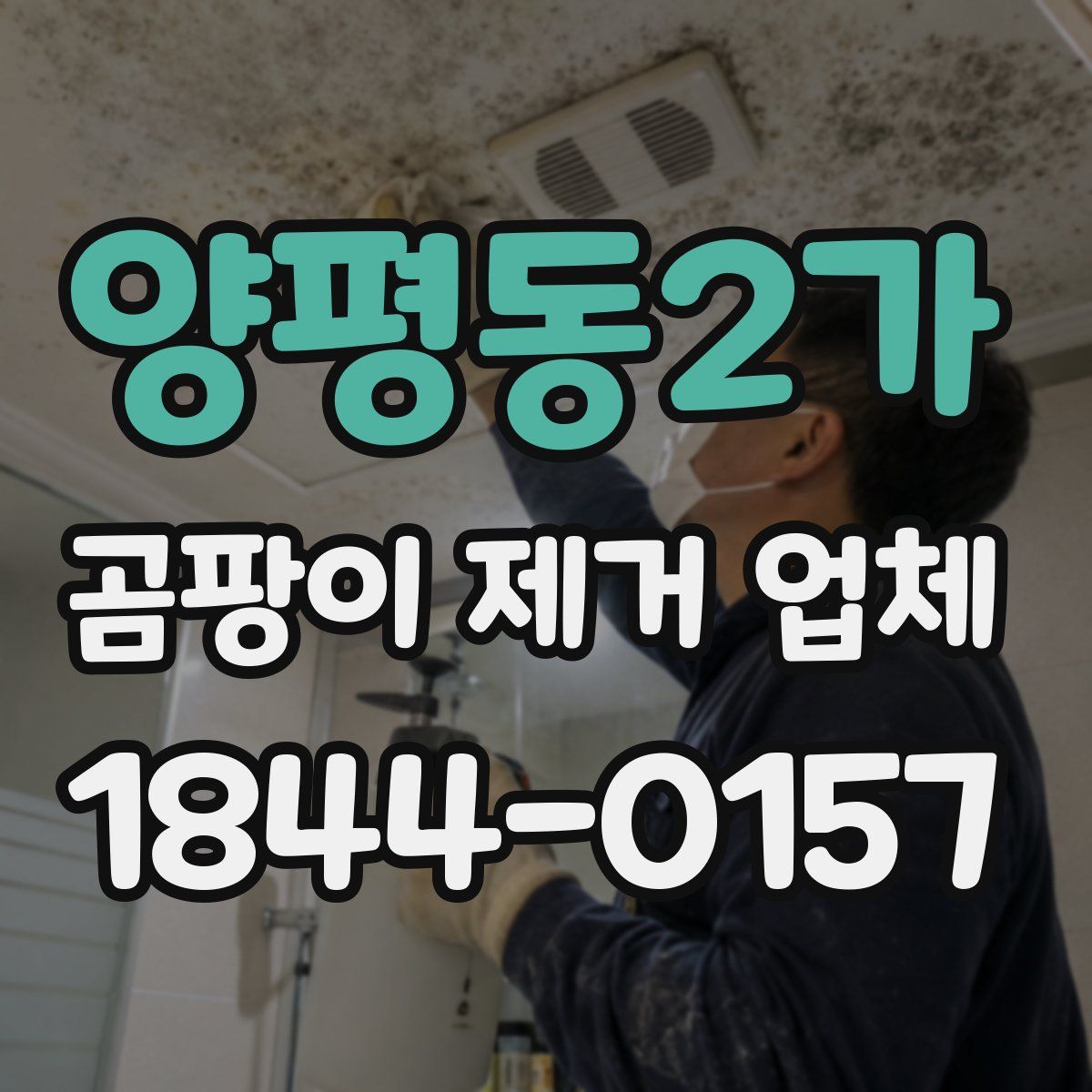 양평동2가 곰팡이 제거 업체