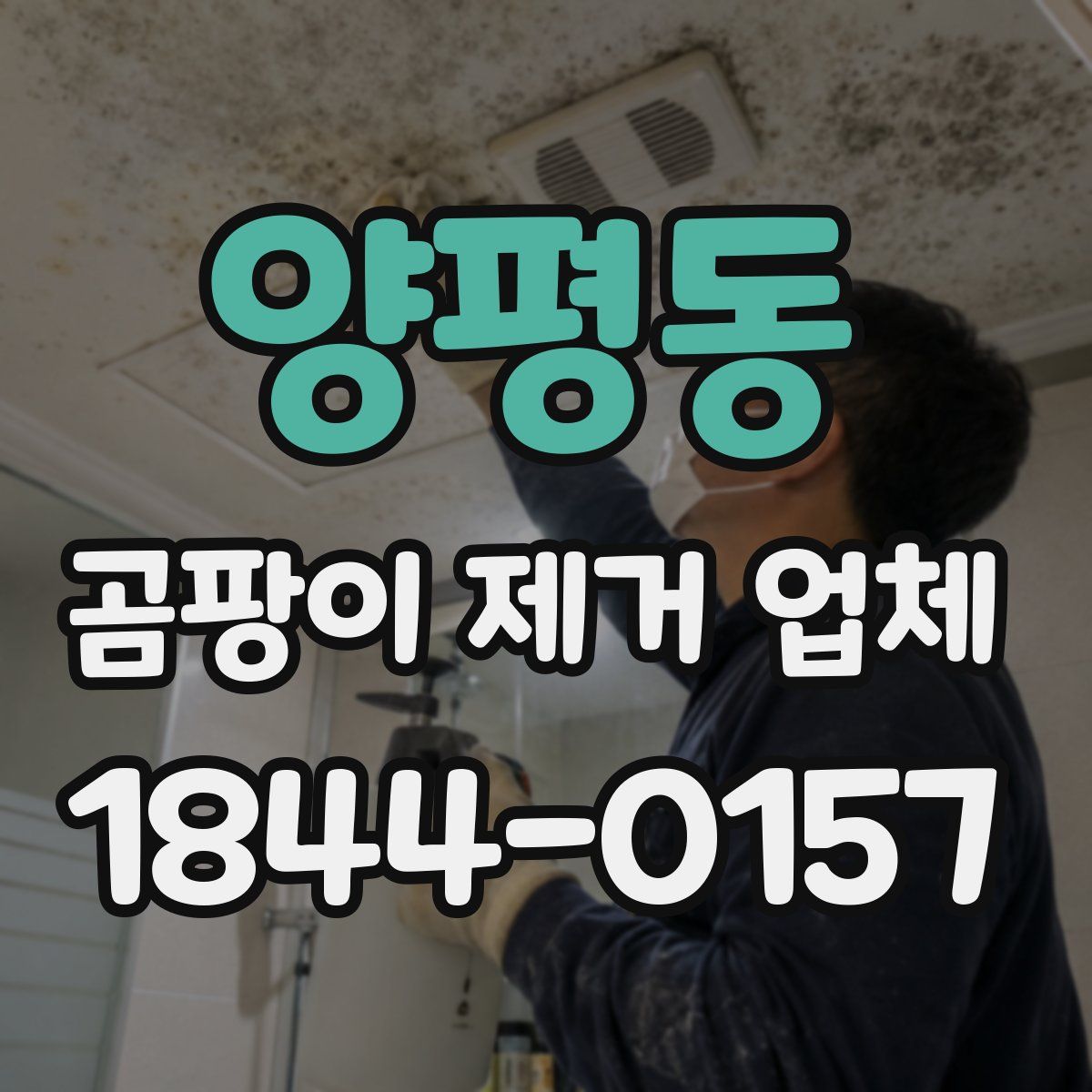 양평동 곰팡이 제거 업체