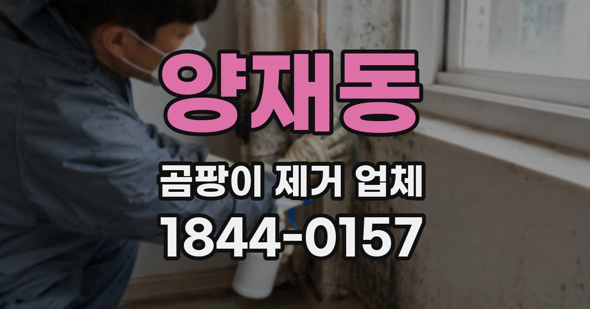양재동 곰팡이 제거 업체