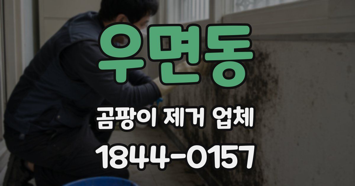 우면동 곰팡이 제거 업체