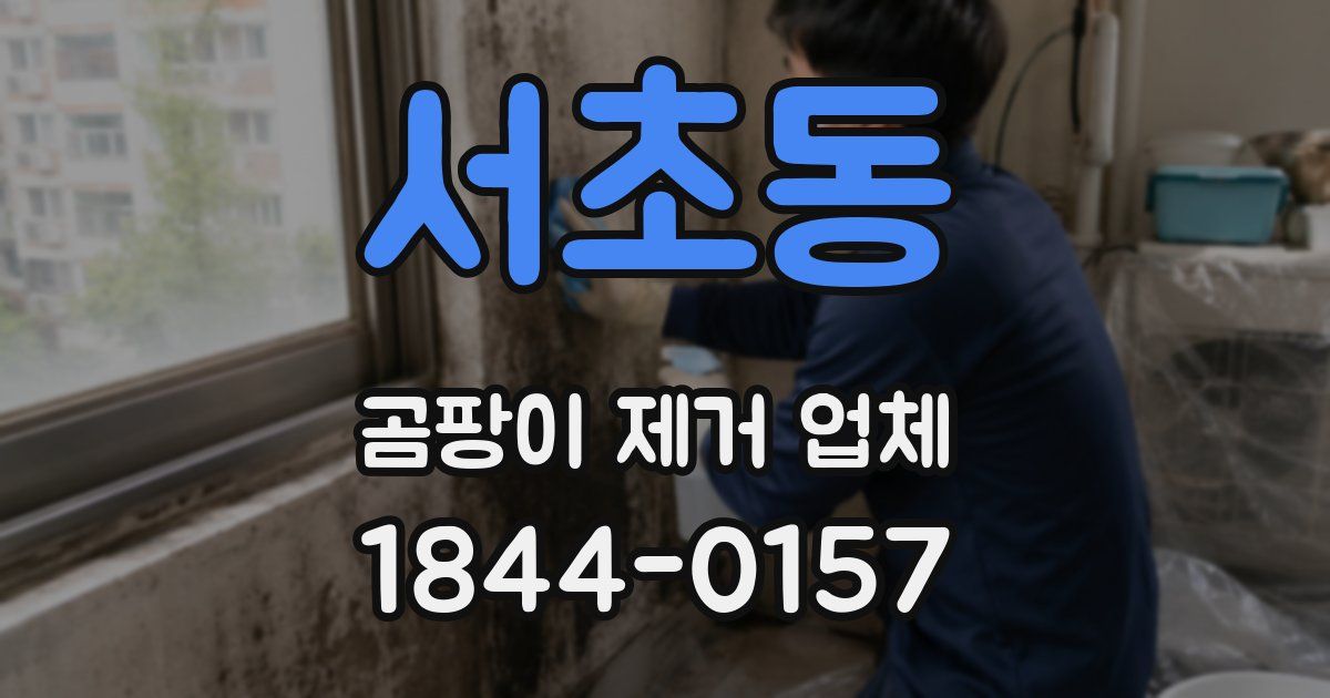 서초동 곰팡이 제거 업체