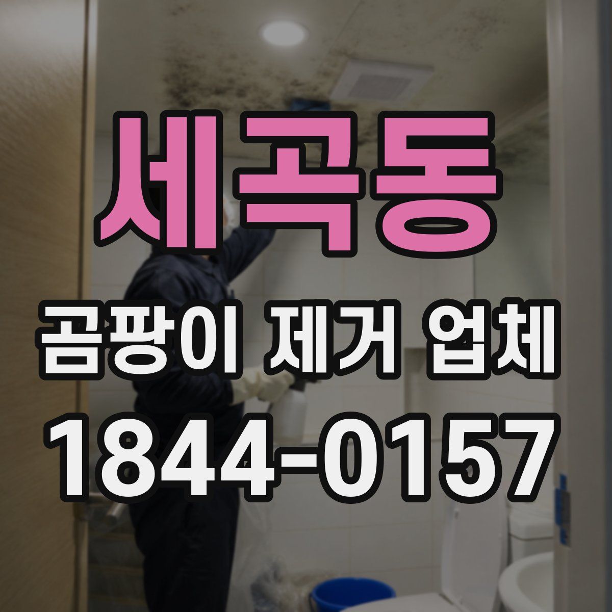 세곡동 곰팡이 제거 업체