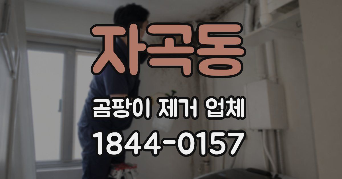 자곡동 곰팡이 제거 업체