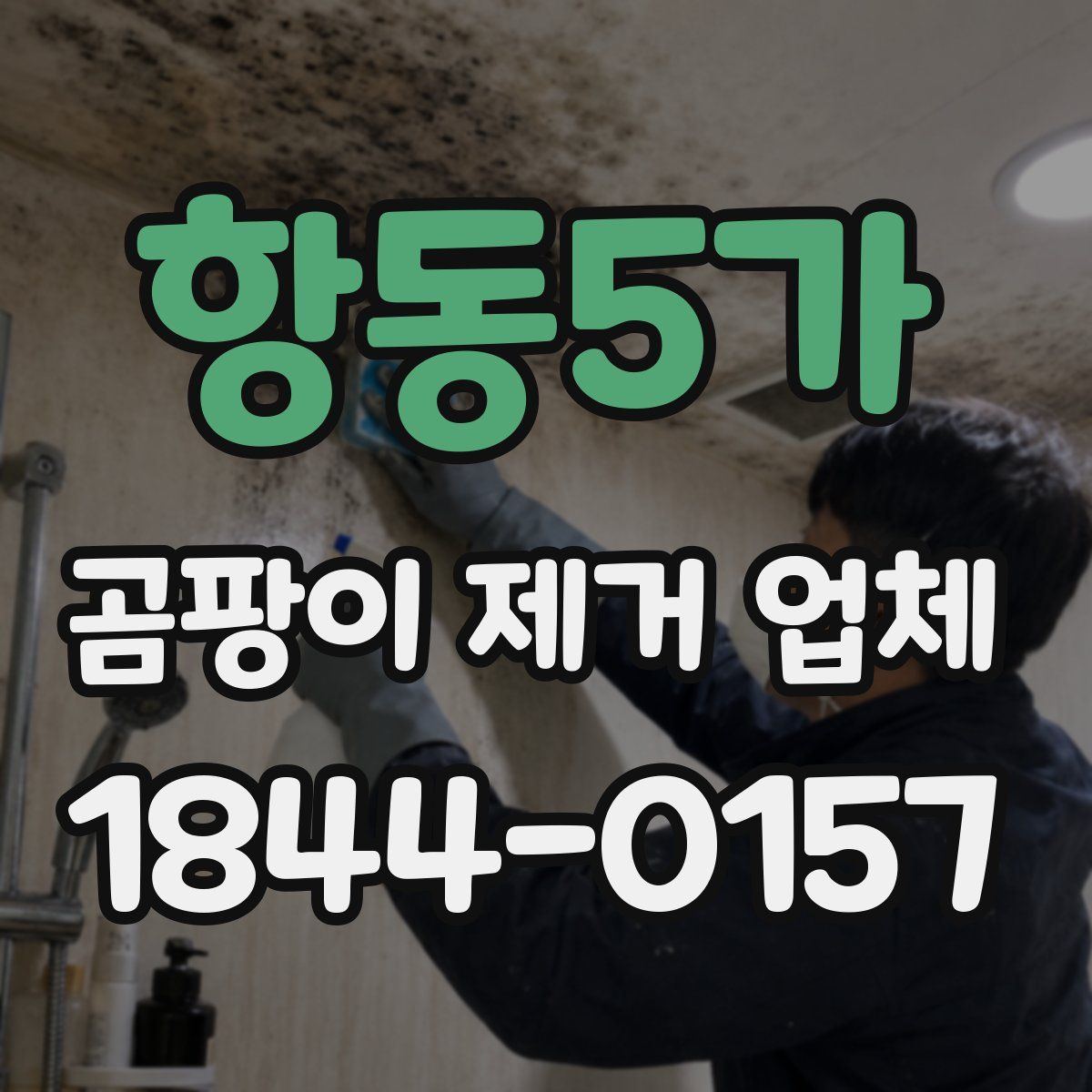 항동5가 곰팡이 제거 업체