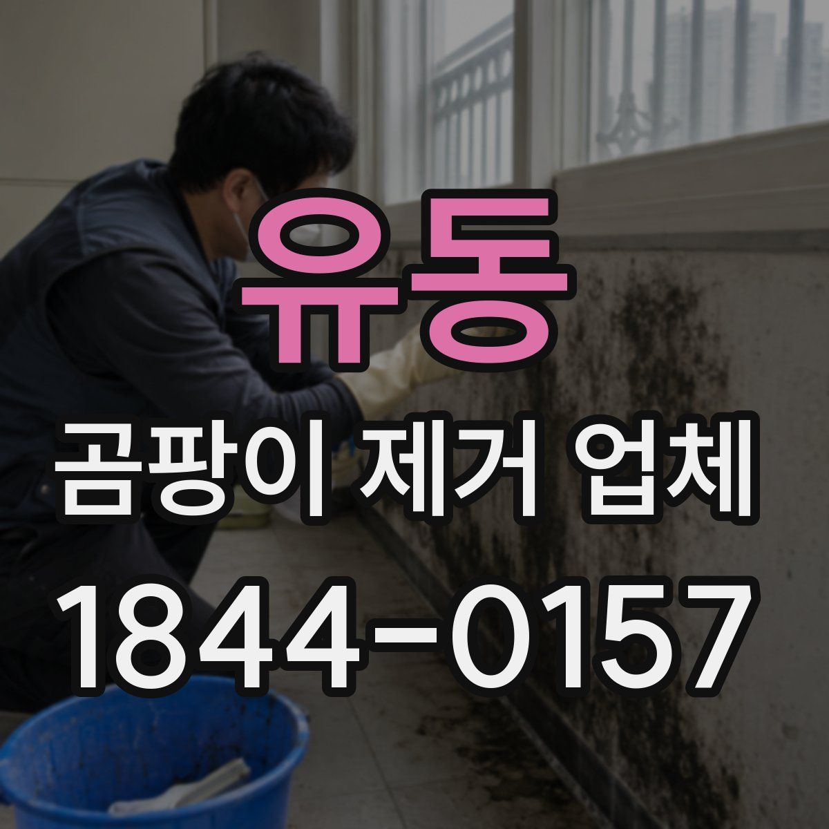 유동 곰팡이 제거 업체