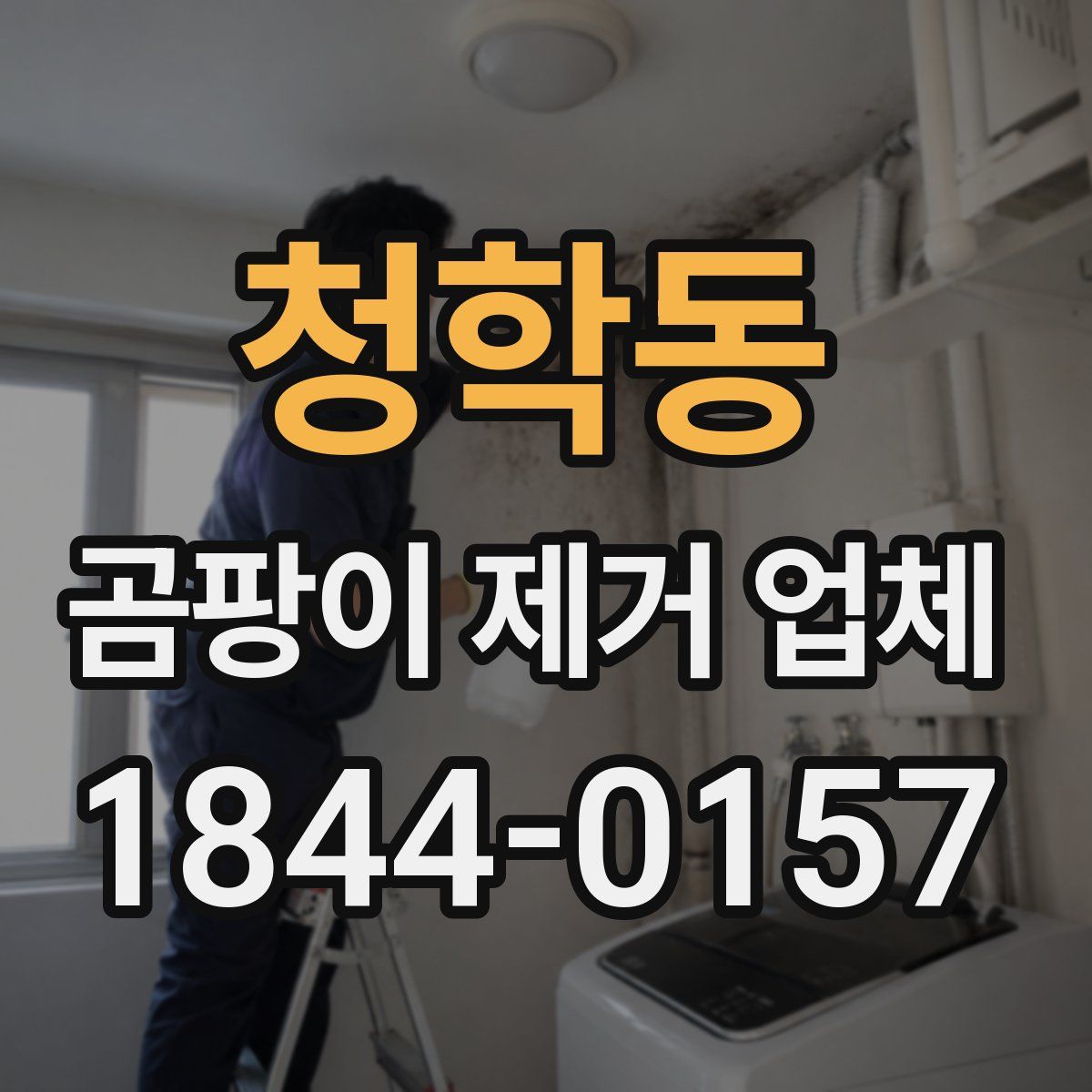 청학동 곰팡이 제거 업체