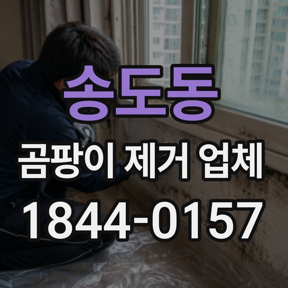 송도동 곰팡이 제거 업체