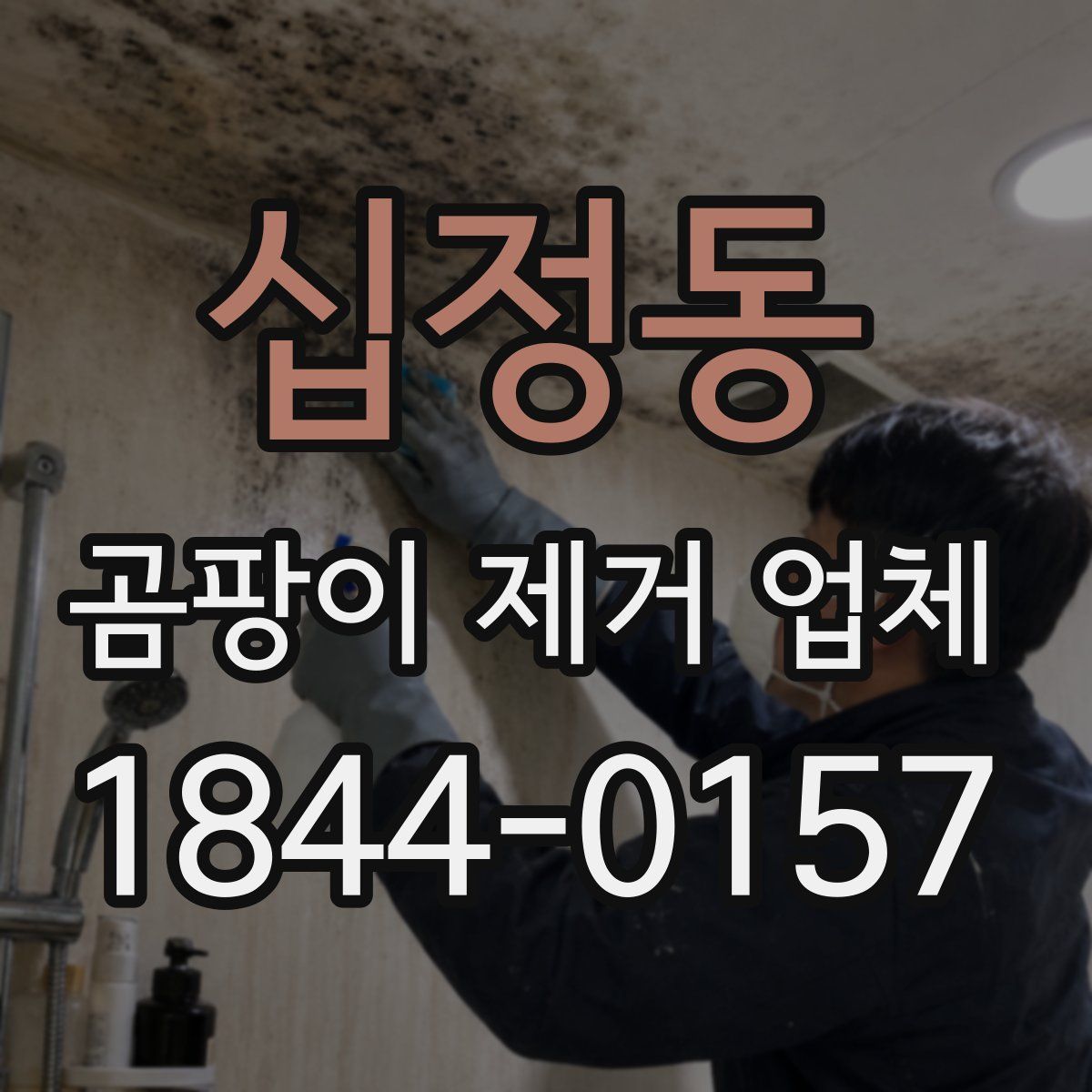 십정동 곰팡이 제거 업체