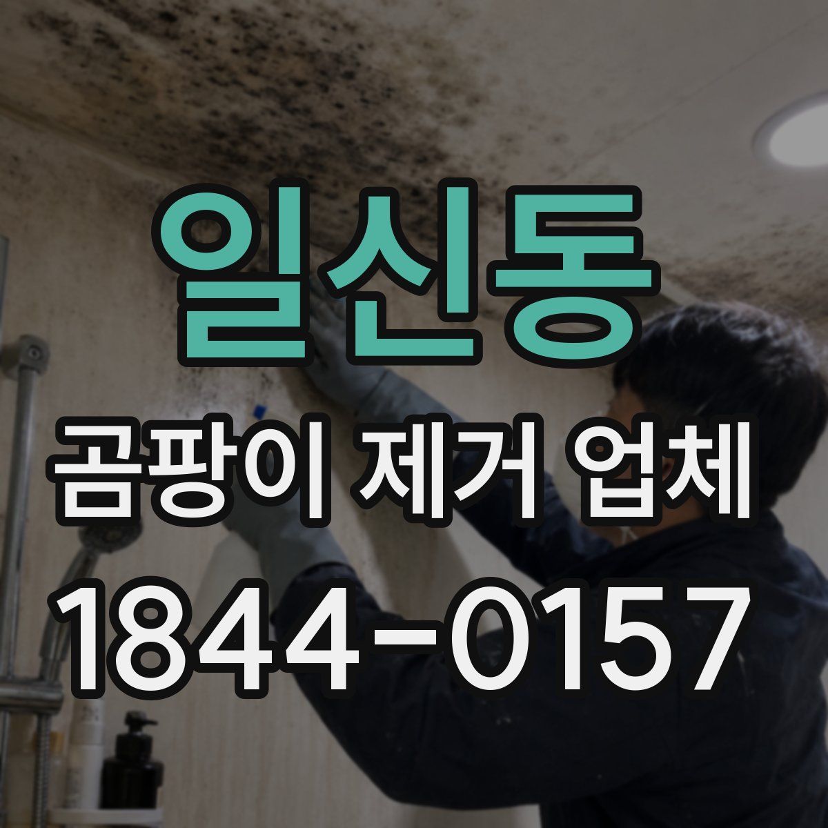 일신동 곰팡이 제거 업체