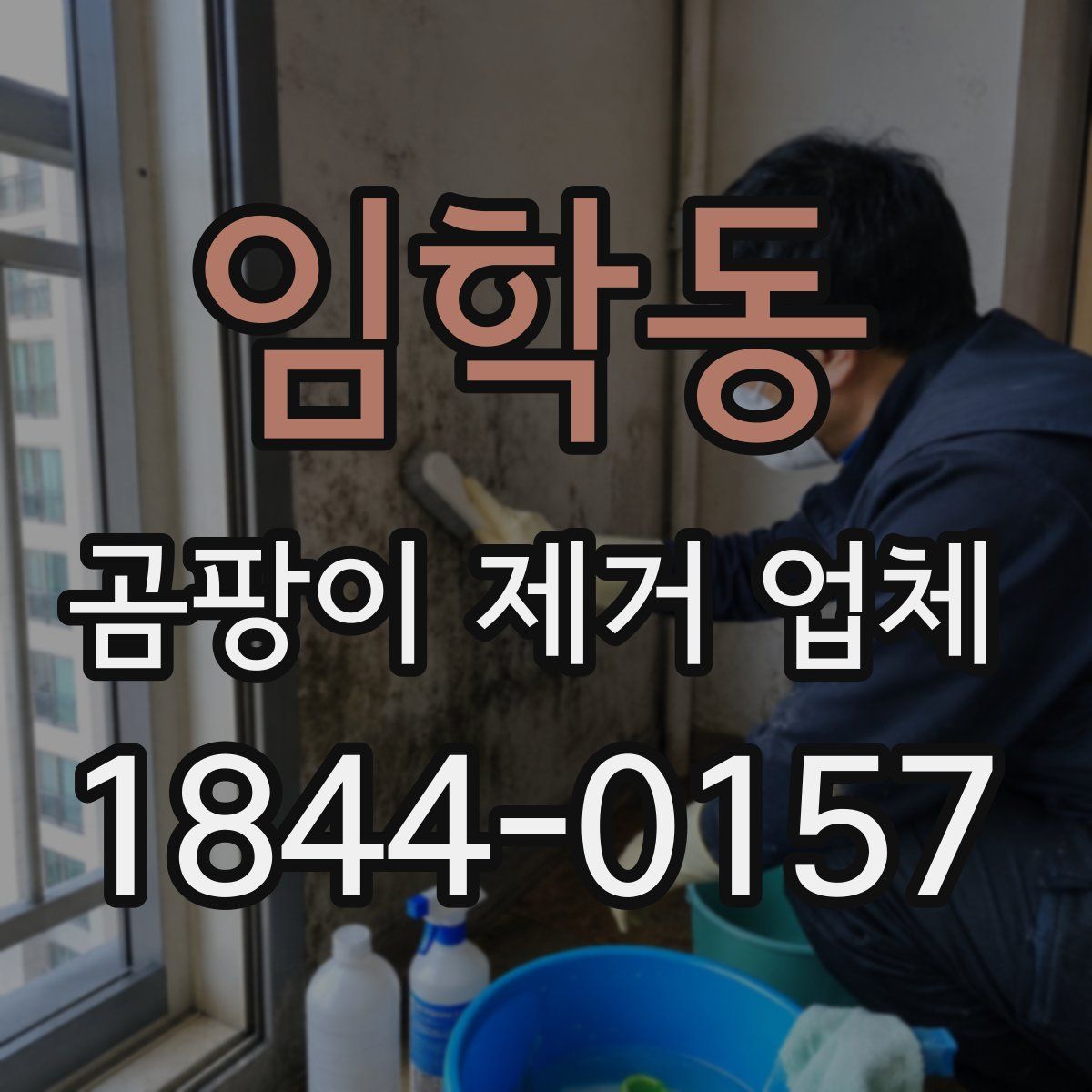 임학동 곰팡이 제거 업체