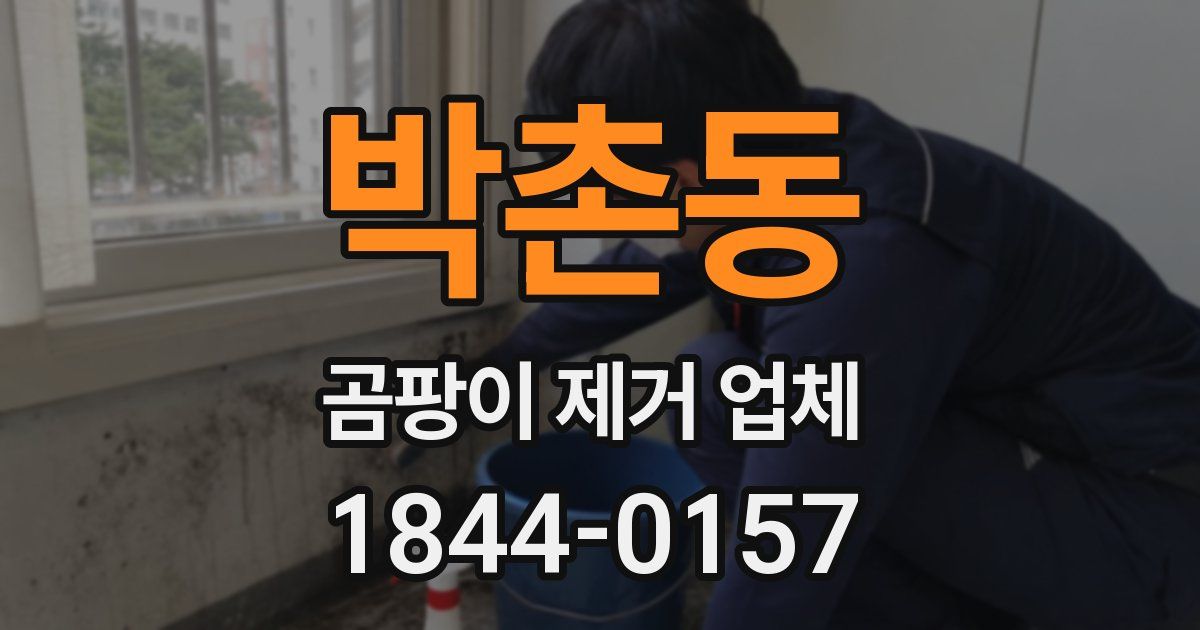 박촌동 곰팡이 제거 업체