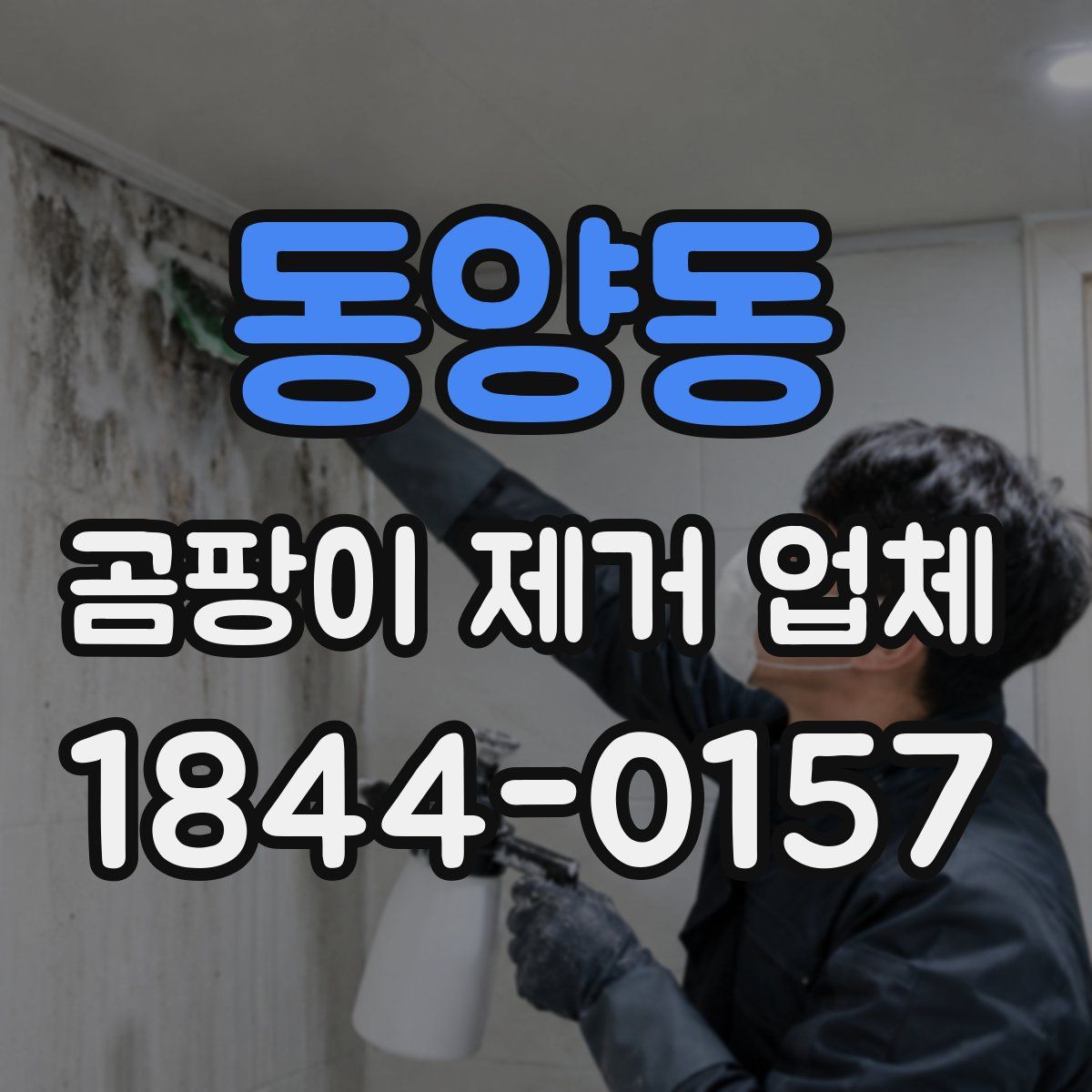 동양동 곰팡이 제거 업체