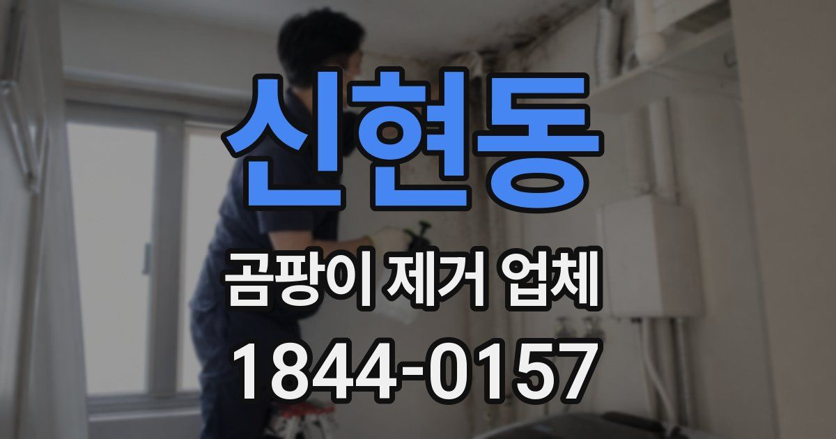 신현동 곰팡이 제거 업체
